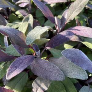SALVIA OFFICINALIS 'PURPURASCENS'
