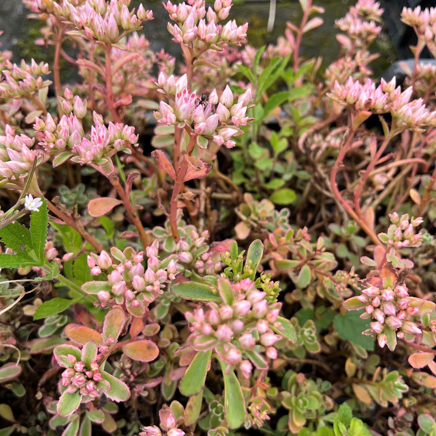 SEDUM KAMTSCHATICUM 'VARIEGATUM' - Afbeelding 2