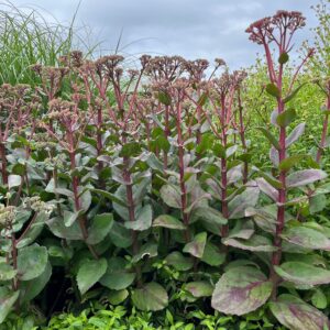 SEDUM 'MATRONA'