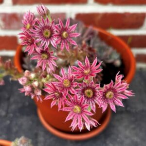 SEMPERVIVUM