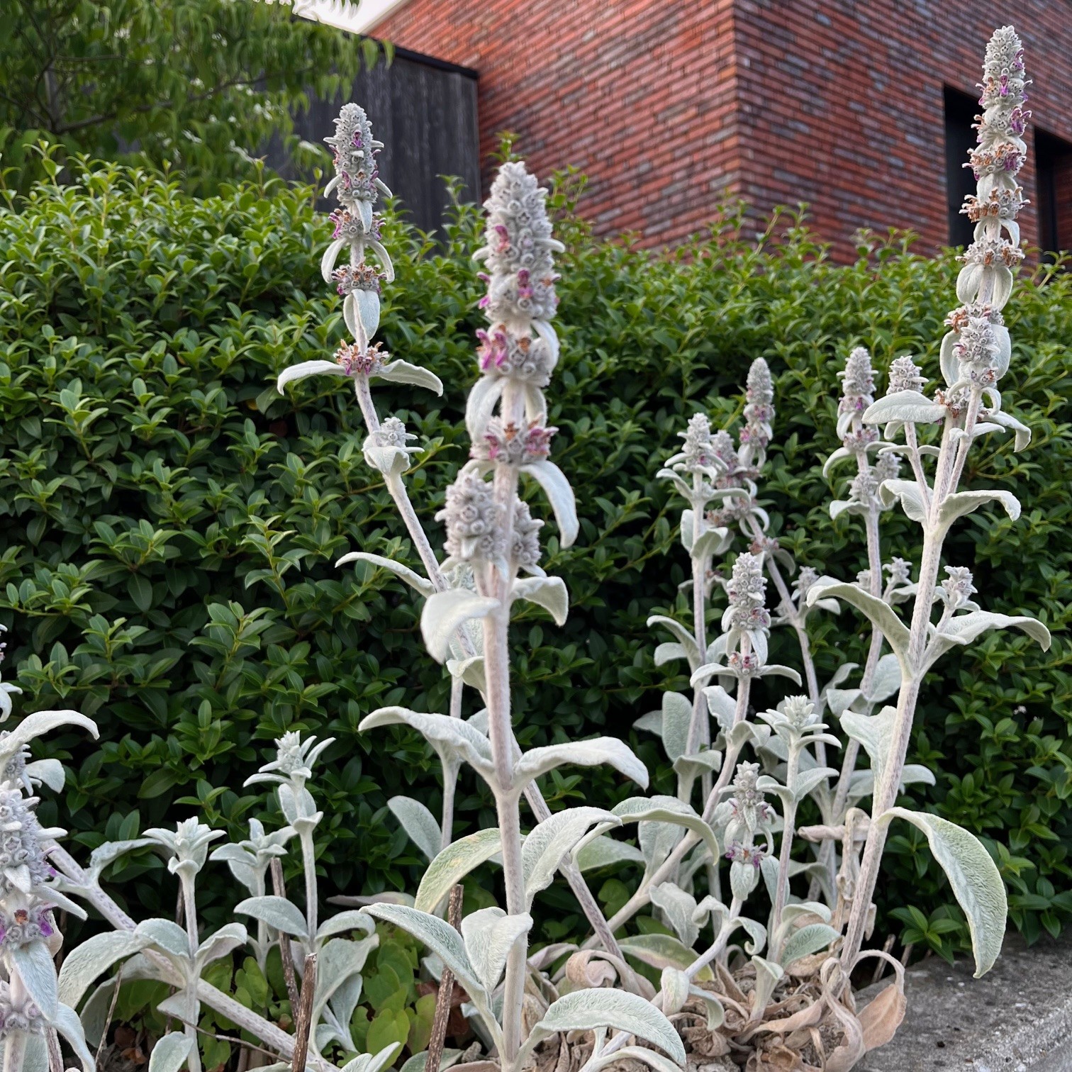 STACHYS BYZANTINA - Afbeelding 2