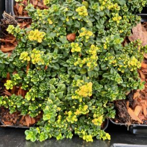 THYMUS 'DOONE VALLEY'