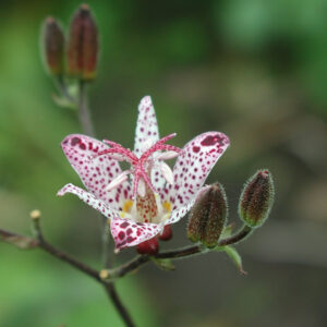 TRICYRTIS FORMOSANA