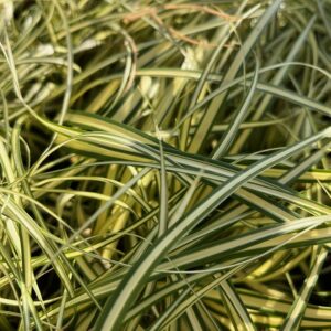 CAREX OSHIMENSIS 'EVERGOLD'
