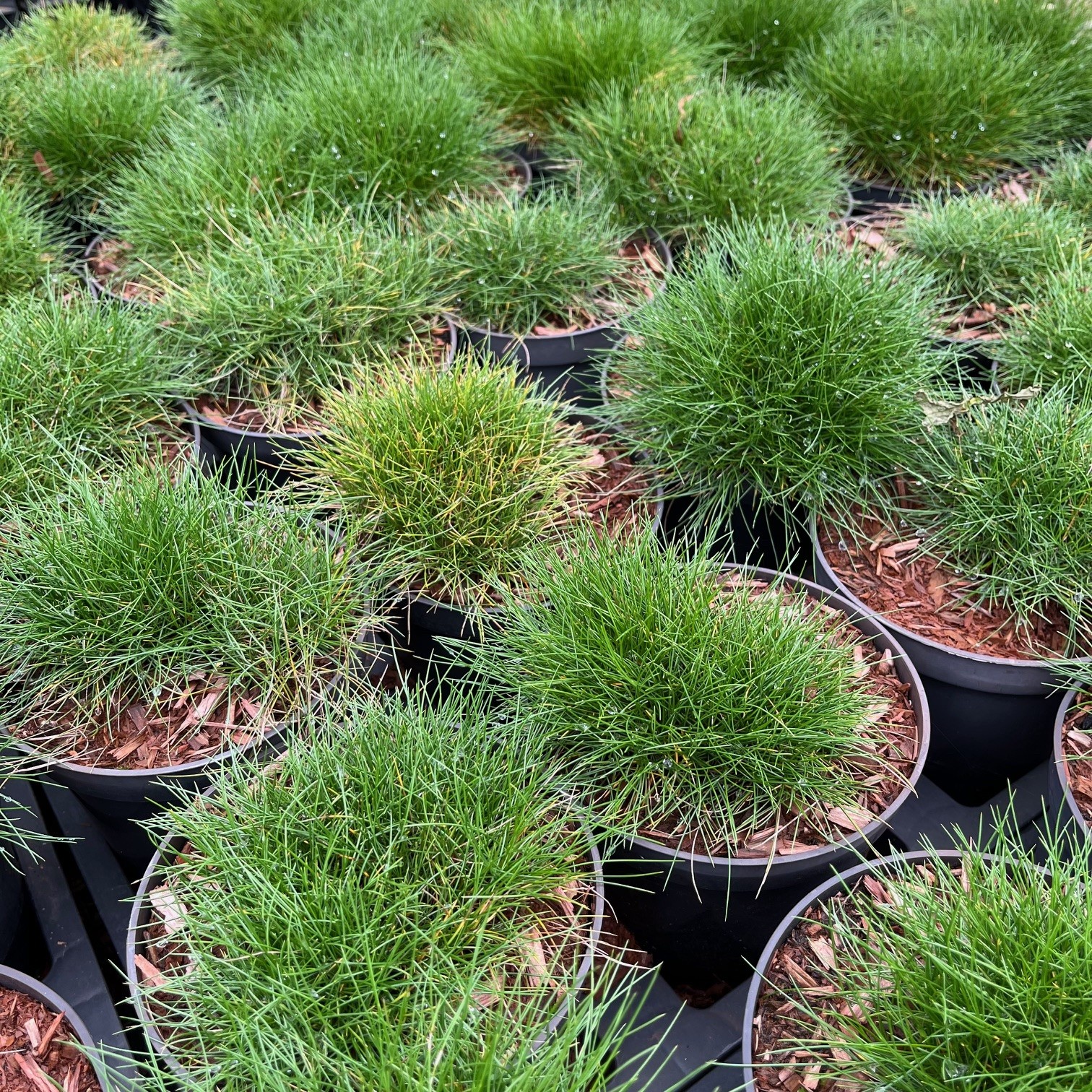 FESTUCA GAUTIERI - Afbeelding 2