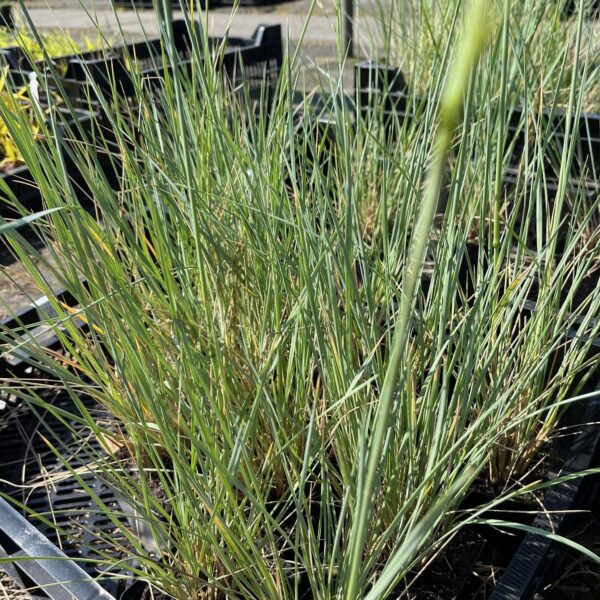 HELICTOTRICHON SEMPERVIRENS - Afbeelding 3