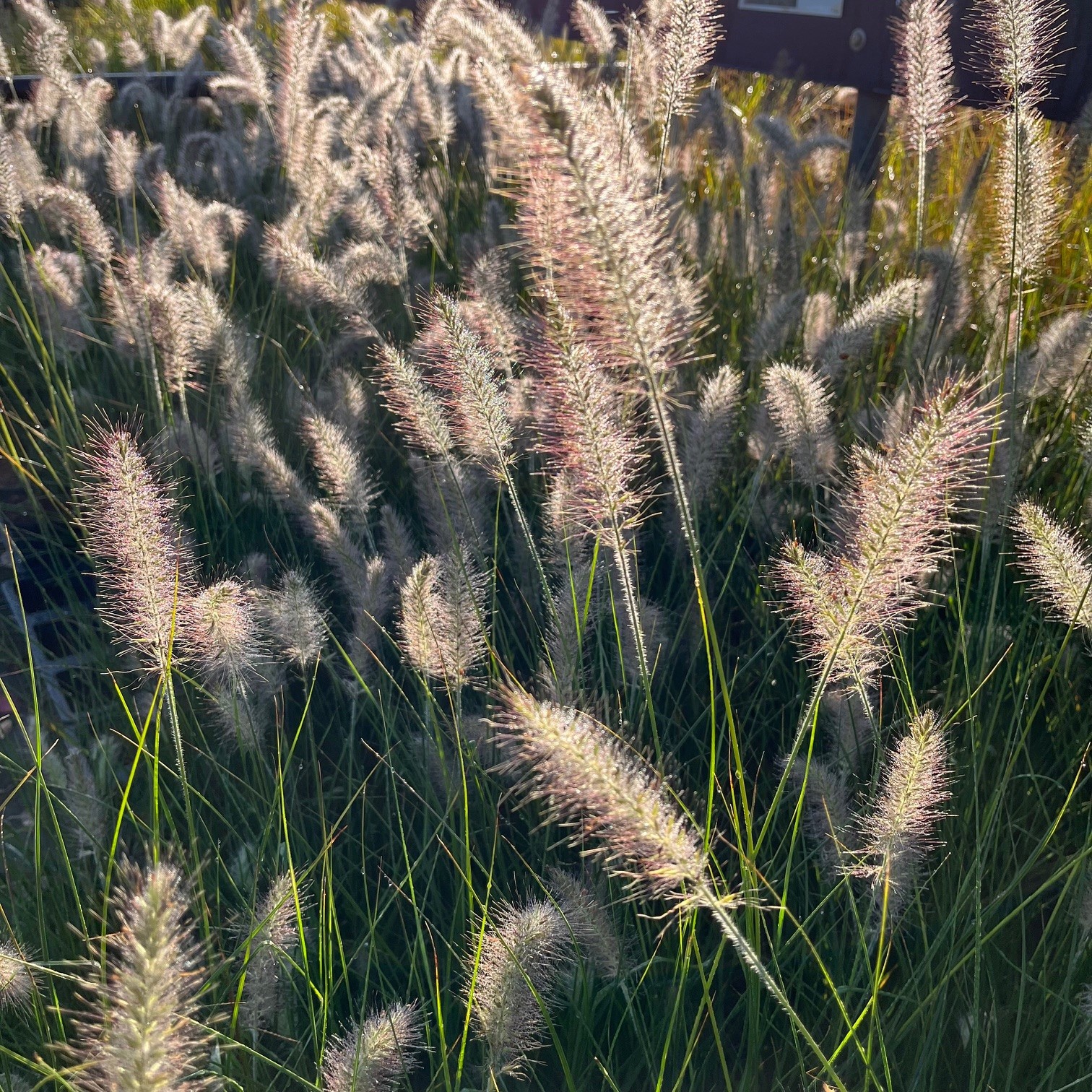 PENNISETUM AL. 'HAMELN'