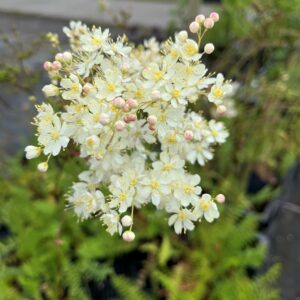 FILIPENDULA VULGARIS