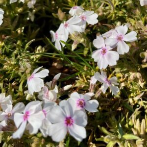 PHLOX SUB. 'AMAZING GRACE'