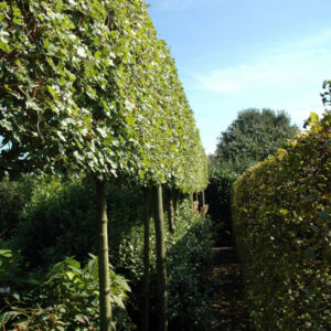 ACER CAMPESTRE