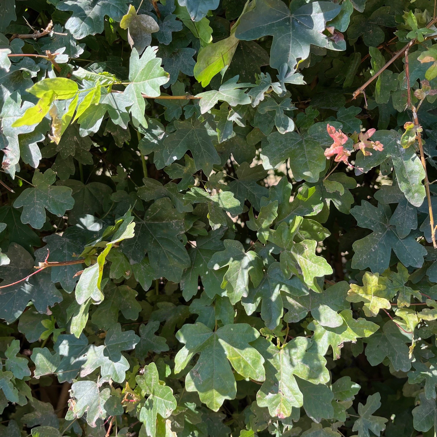 ACER CAMPESTRE - Afbeelding 3