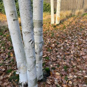 BETULA PENDULA