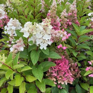 HYDRANGEA PANICULATA 'PINKY WINKY'