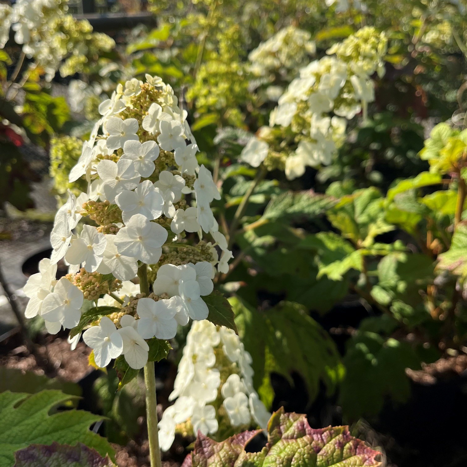 HYDRANGEA QUERCIFOLIA 'SNOW QUEEN' - Afbeelding 2