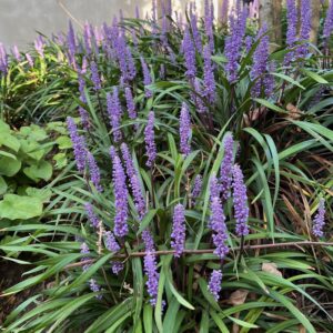 LIRIOPE MUSCARI