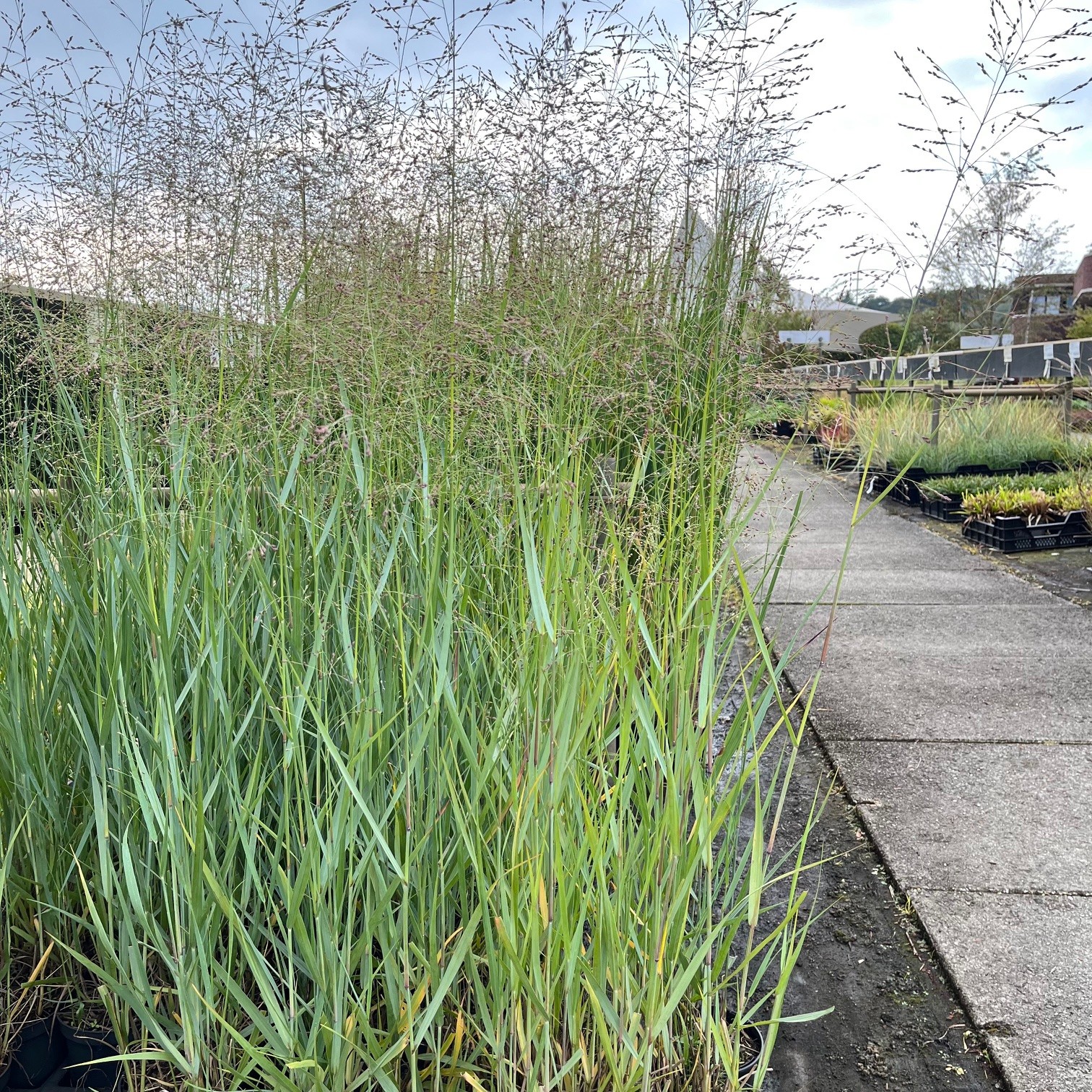 PANICUM VIRGATUM 'HEAVY METAL'