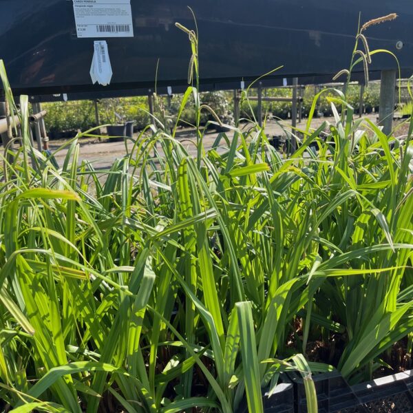 CAREX PENDULA