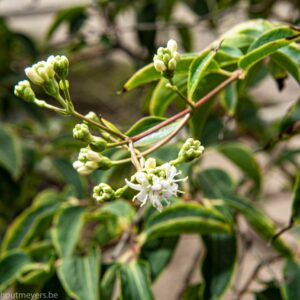 HEPTACODIUM MICONIOIDES