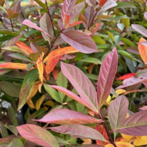 ITEA VIRGINICA 'HENRY'S GARNET'