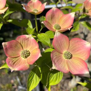 CORNUS 'RUTGAN'