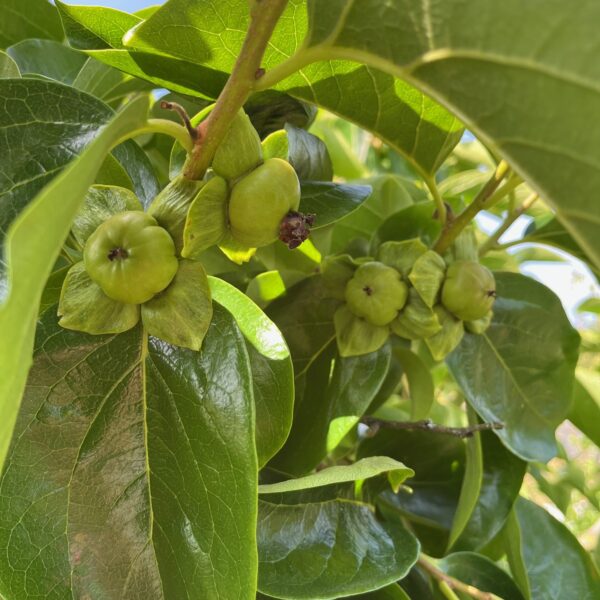 DIOSPYROS KAKI - Afbeelding 2