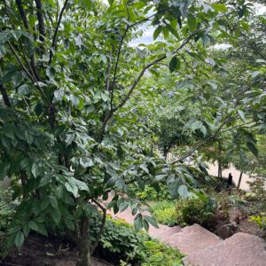 SYCOPARROTIA SEMIDECIDUA 'PRINS CLAUS'