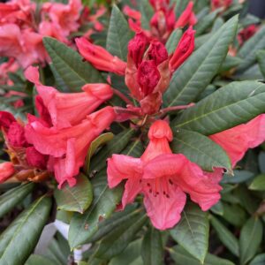 RHODODENDRON 'TORTOISESHELL ORANGE'