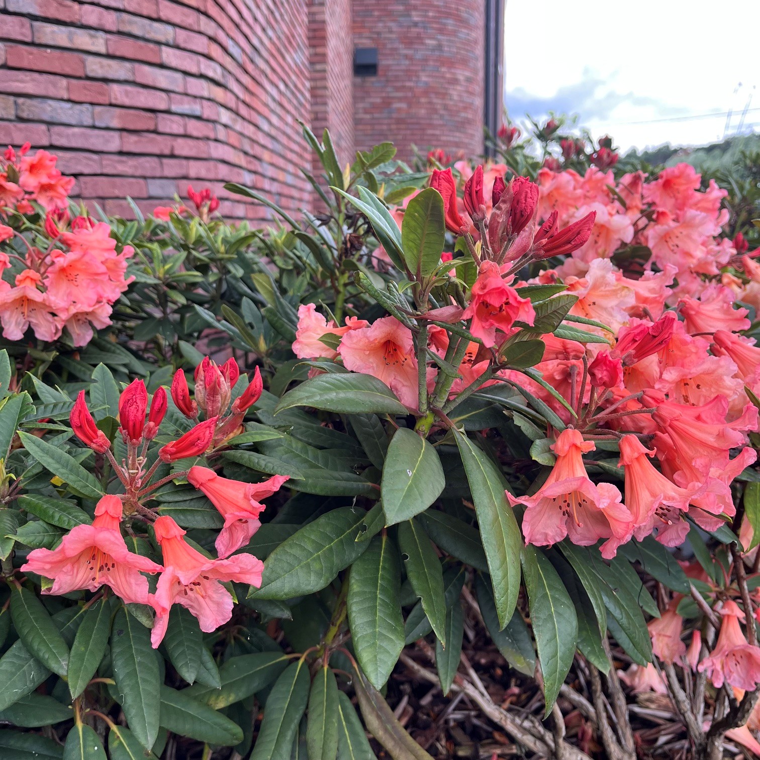 RHODODENDRON 'TORTOISESHELL ORANGE' - Afbeelding 4