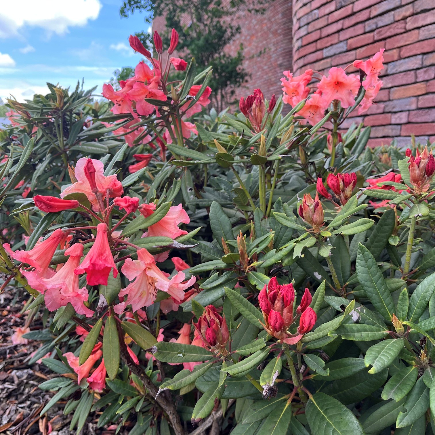 RHODODENDRON 'TORTOISESHELL ORANGE' - Afbeelding 3
