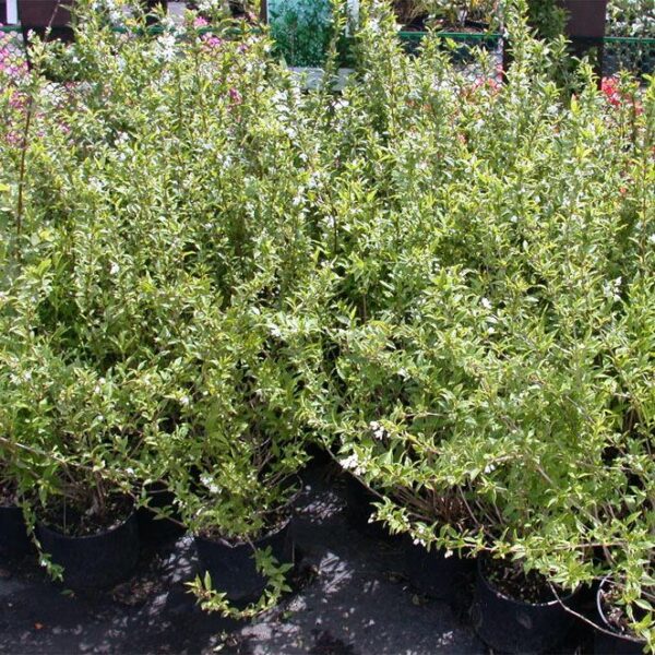 DEUTZIA GRACILIS 'NIKKO' - Afbeelding 2