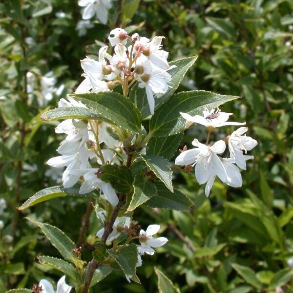 DEUTZIA GRACILIS 'NIKKO'