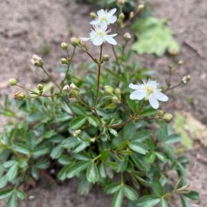 POTENTILLA TRIDENTATA 'NUUK'