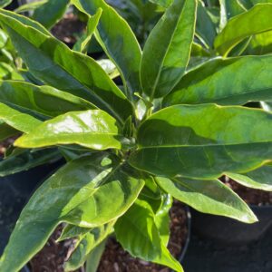 AUCUBA JAPONICA 'ROZANNIE'