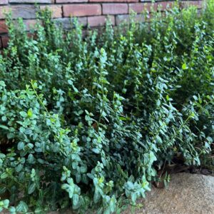 EUONYMUS FORTUNEI 'MINIMUS'