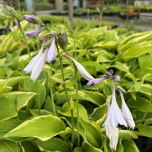 HOSTA 'MACKWOOD'
