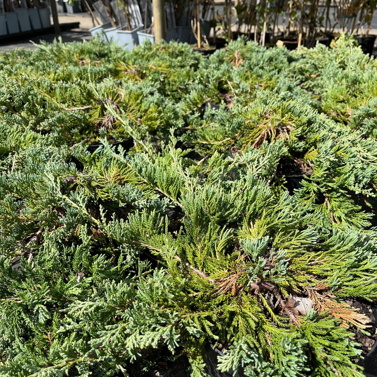 JUNIPERUS HORIZONTALIS 'WILTONII'