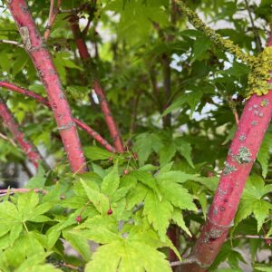 ACER PALMATUM 'SANGOKAKU'