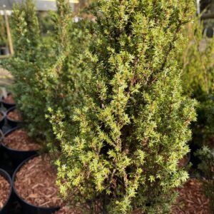 JUNIPERUS COMMUNIS 'COMPRESSA'