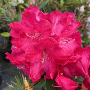 RHODODENDRON 'HALFDAN LEM'