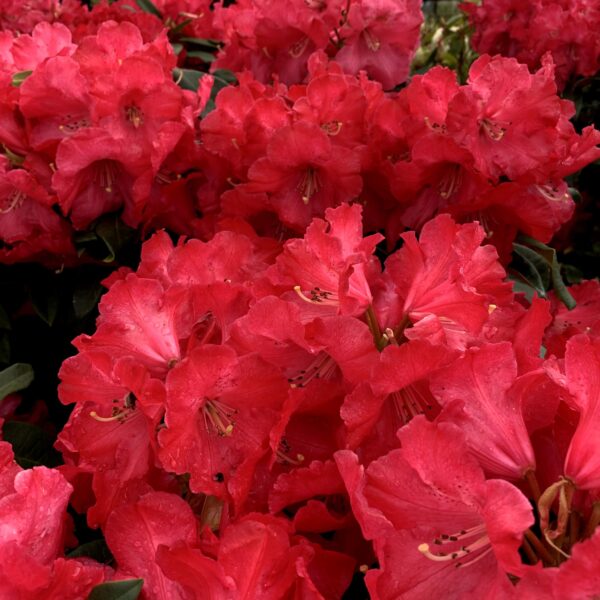 RHODODENDRON 'HALFDAN LEM' - Afbeelding 4