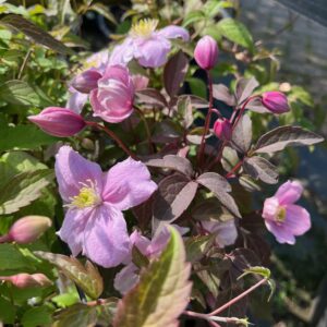 CLEMATIS MONTANA 'MAJORIE'
