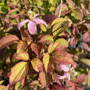 CLEMATIS MONTANA 'MAJORIE'