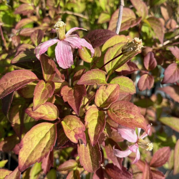 CLEMATIS MONTANA 'MAJORIE'