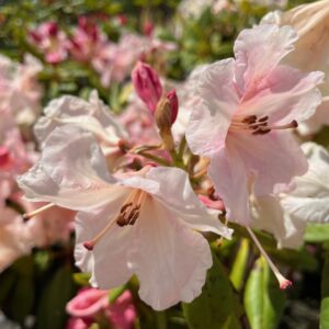 RHODODENDRON 'VIRGINIA RICHARD'