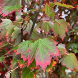ACER RUBRUM 'OCTOBER GLORY'
