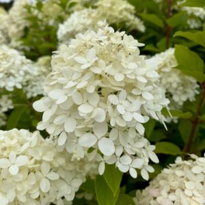 HYDRANGEA PANICULATA 'LIMELIGHT'