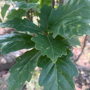 QUERCUS WAREI 'REGAL PRINCE'