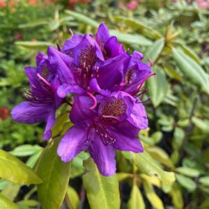 RHODODENDRON 'MARCEL MENARD'