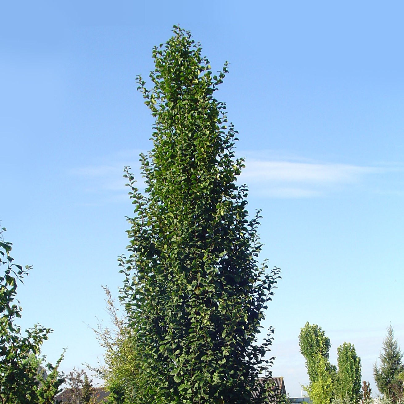 CARPINUS BETULUS 'LUCAS' - Afbeelding 2