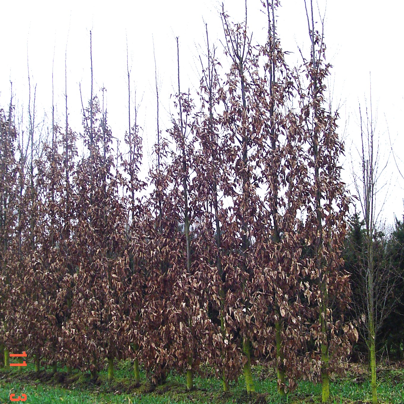 CARPINUS BETULUS 'LUCAS' - Afbeelding 3